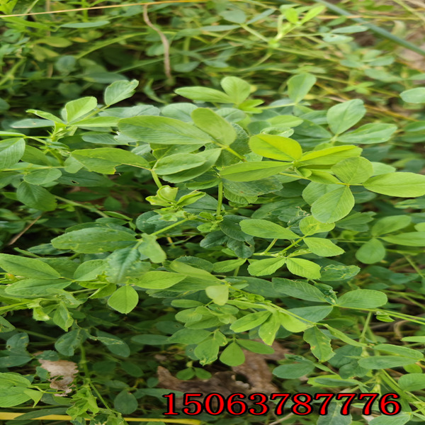 求购苜蓿草草籽