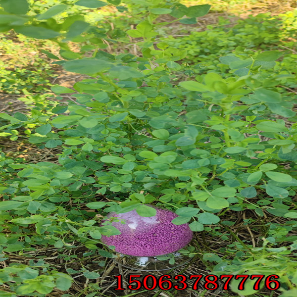 哪里出售苜蓿草籽