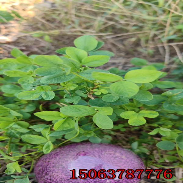 通辽紫花苜蓿草籽多少钱一斤