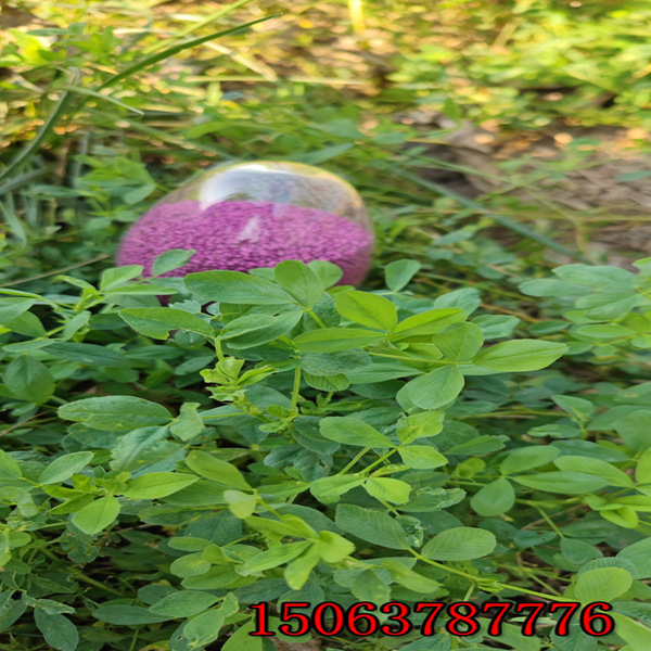 通辽紫花苜蓿草籽多少钱一斤
