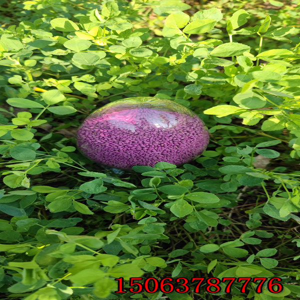 通辽紫花苜蓿草籽多少钱一斤