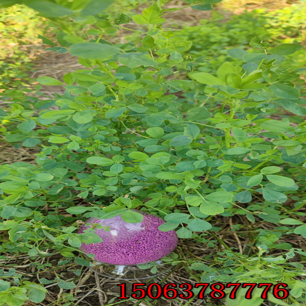 紫花苜蓿草籽哪种高产