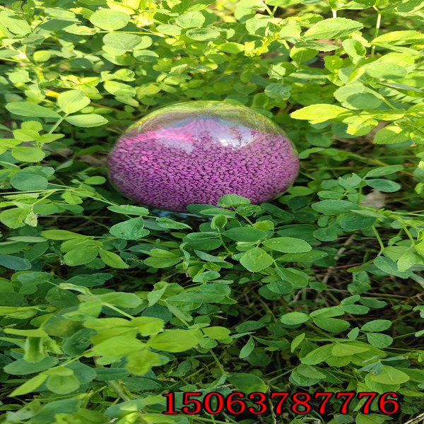 美国苜蓿草籽价格