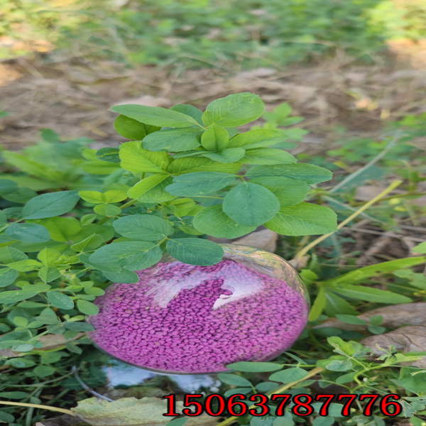 美国苜蓿草籽价格