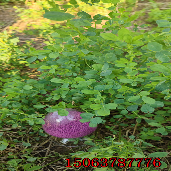 苜蓿草籽批发价格