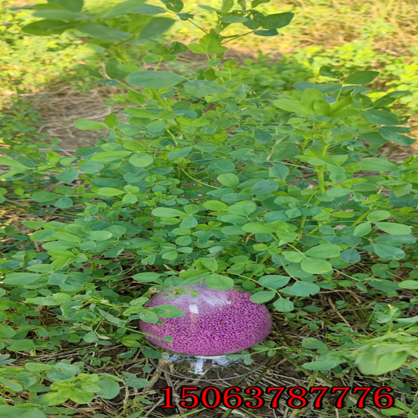 苜蓿草籽怎么种植