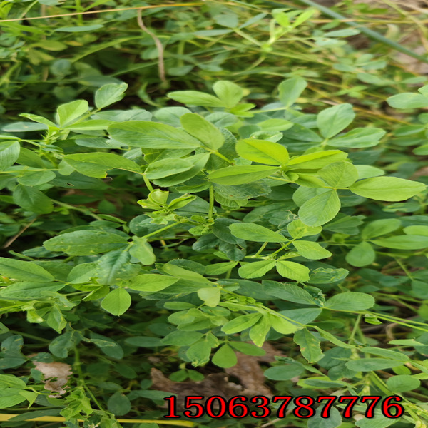 苜蓿草籽如何种植技术