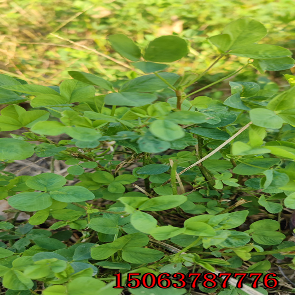 朝阳那卖紫花苜蓿草籽