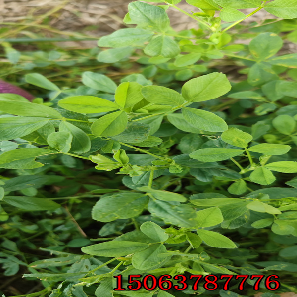 朝阳那卖紫花苜蓿草籽