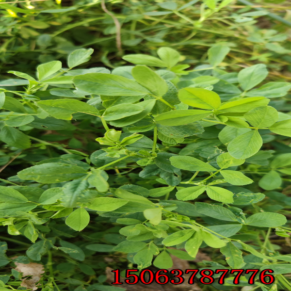 苜蓿草跟草籽一样吗