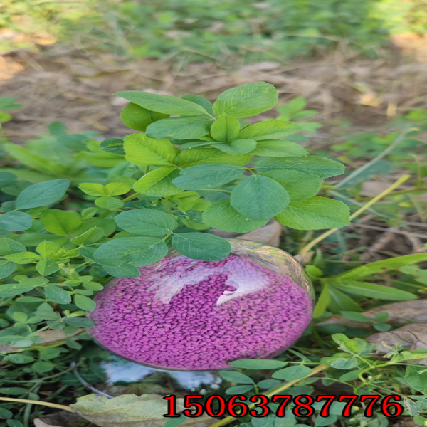 东北种苜蓿草籽