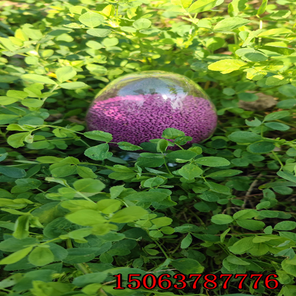紫花苜蓿草籽献县有卖的吗