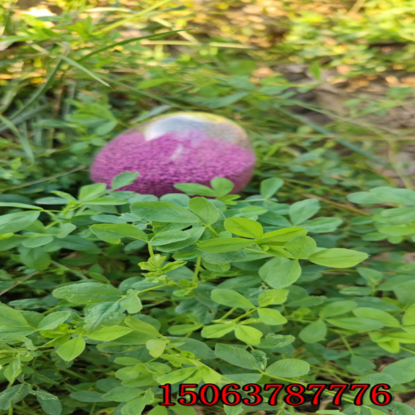 紫花苜蓿草籽献县有卖的吗