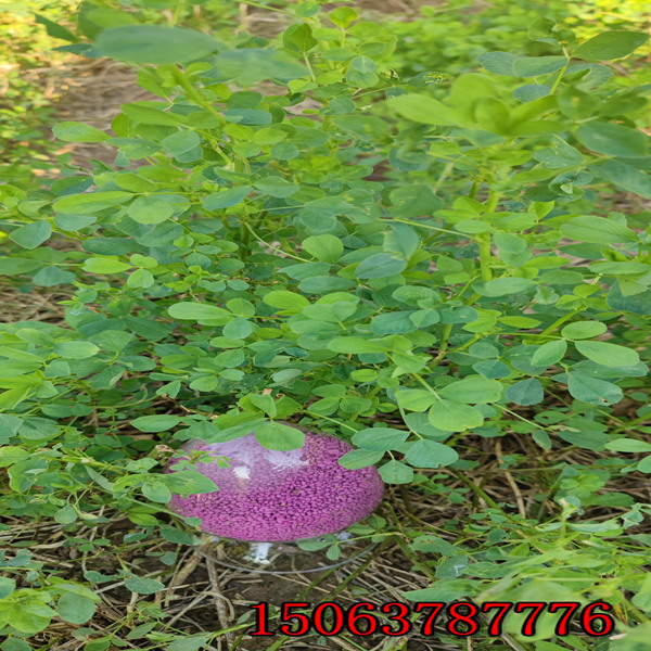 榆林苜蓿草籽价格