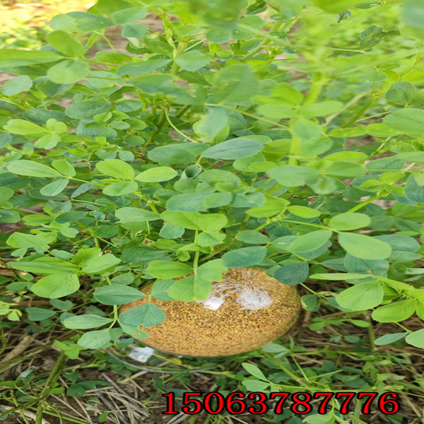 昌吉市苜蓿草籽种子出售