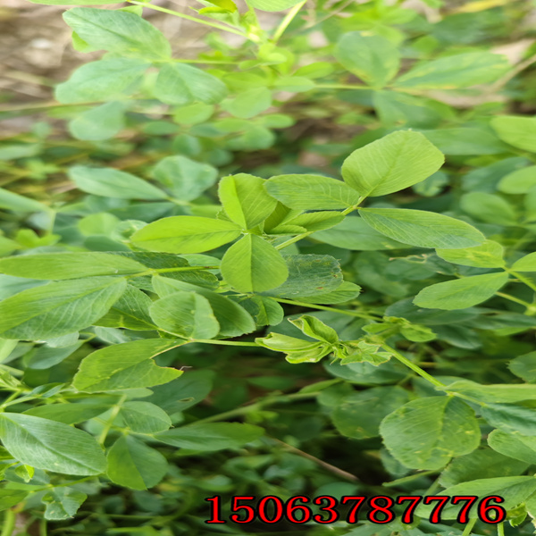 苜蓿草一亩地用多少草籽