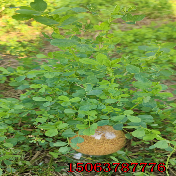 紫苜蓿草籽播种