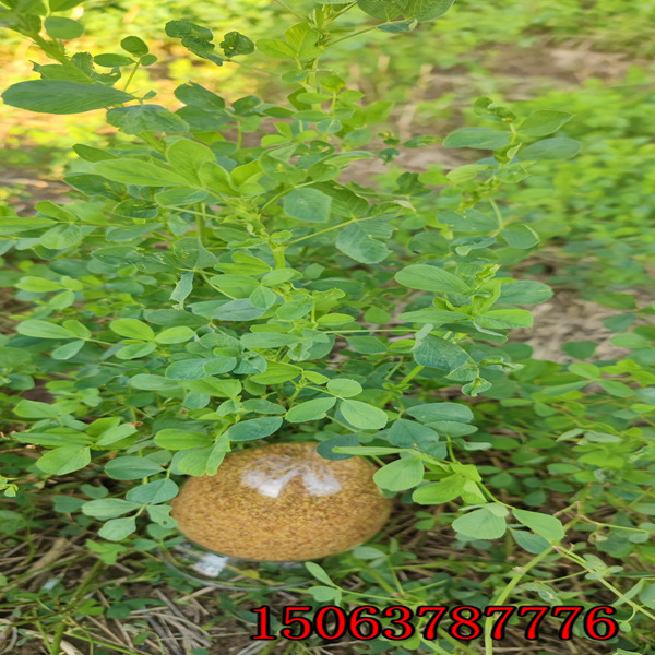 苜蓿草籽如何撒