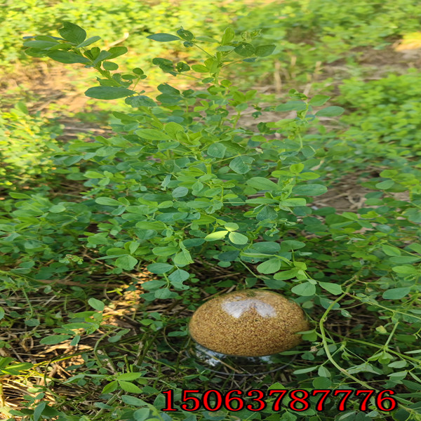 苜蓿草籽如何撒