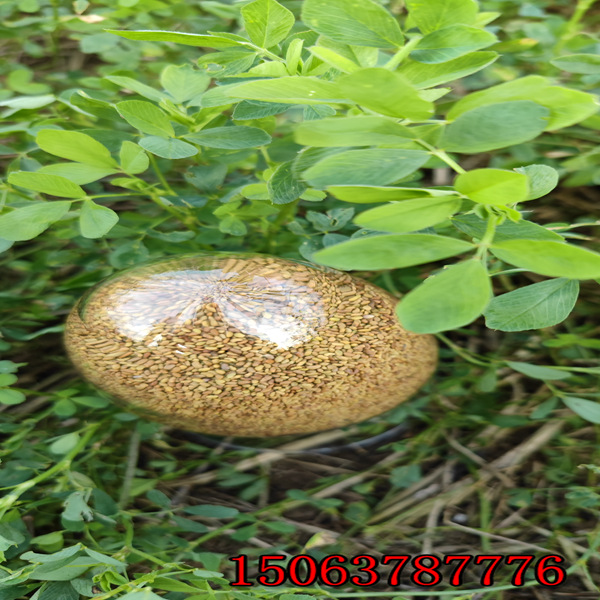 苜蓿草籽种植技术