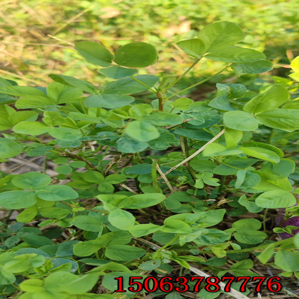 俄罗斯 苜蓿草籽