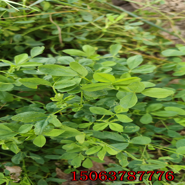 俄罗斯 苜蓿草籽