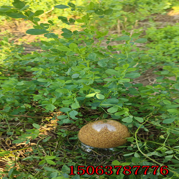 呼和浩特有苜蓿草籽吗