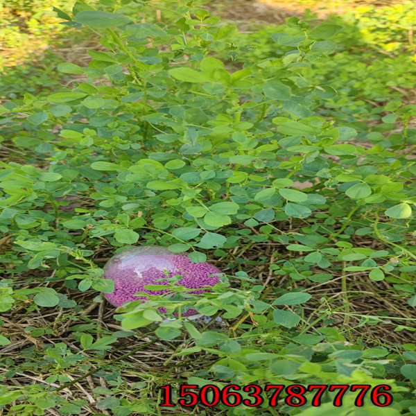 牧场可以直接撒苜蓿草籽吗