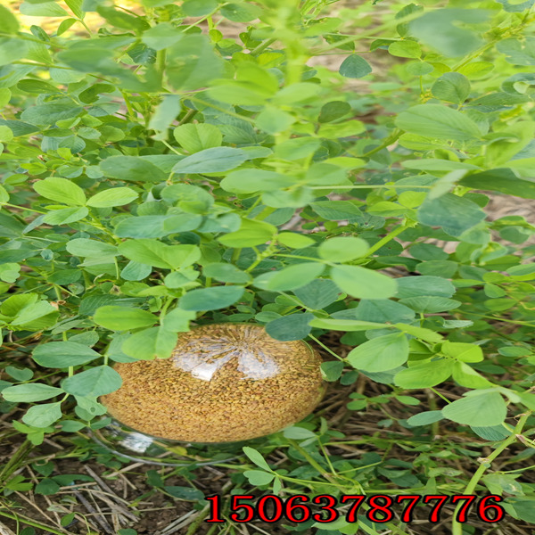 牧场可以直接撒苜蓿草籽吗