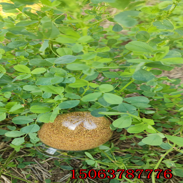 铜川卖苜蓿草籽