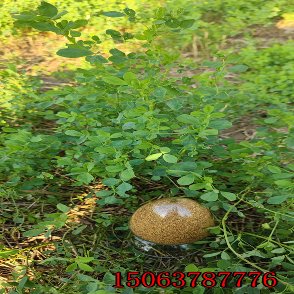 一亩地要多少苜蓿草籽