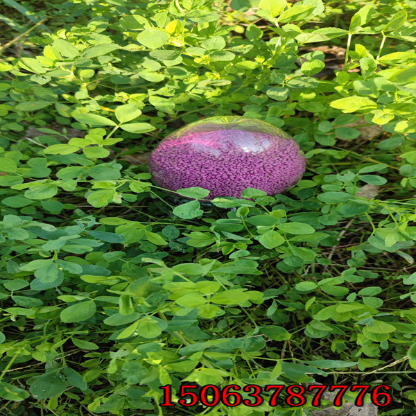 求购紫花苜蓿草籽