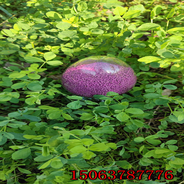 苜蓿草籽四季青的