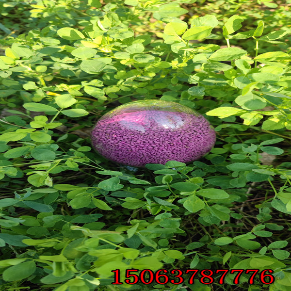 苜蓿草籽去哪买