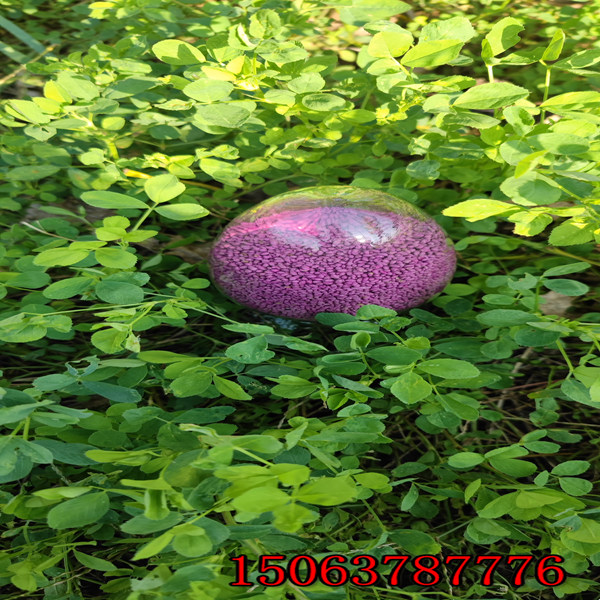 苜蓿草籽去哪买