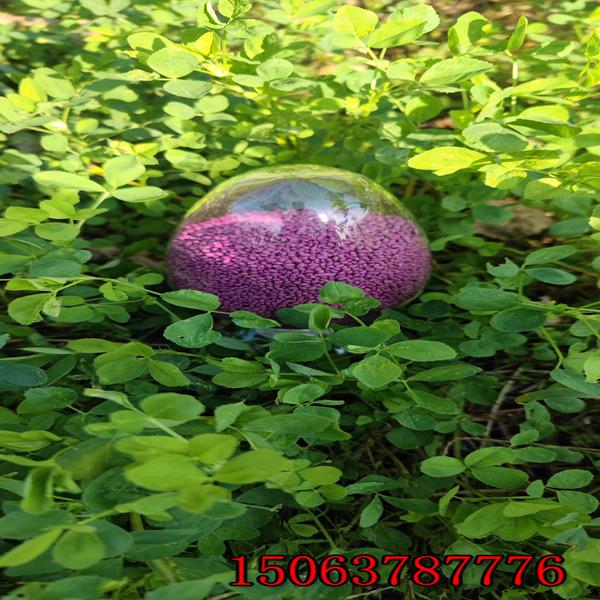 苜蓿草籽什么时间种