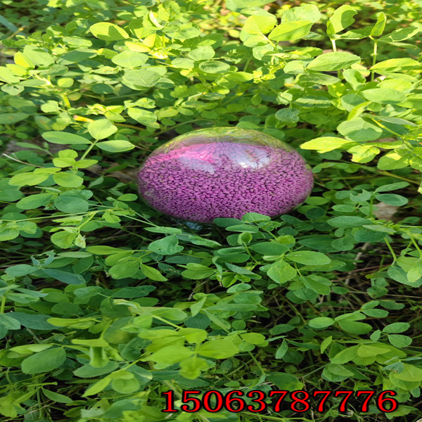 哪里有卖紫花苜蓿草草籽的