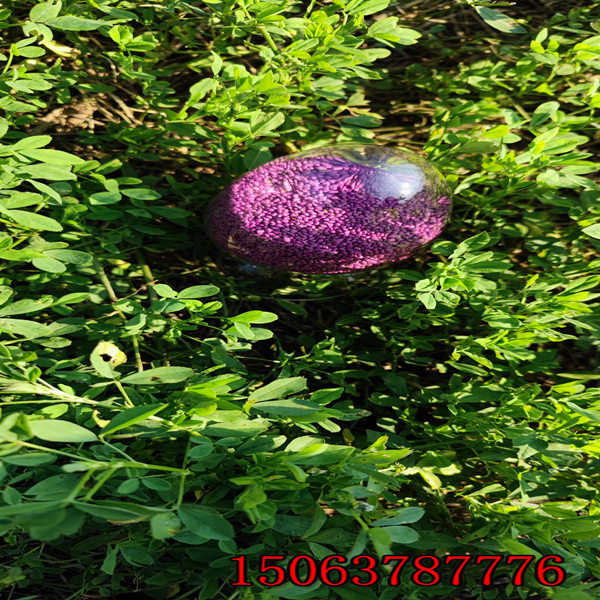 哪里卖紫花苜蓿草籽