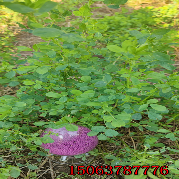 苜蓿草籽一亩地用多少价格
