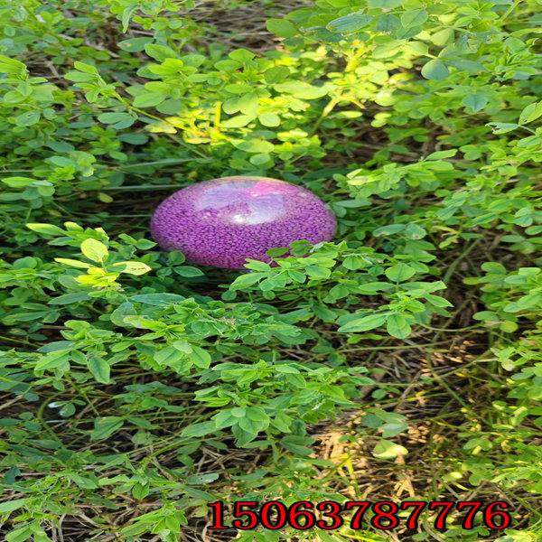 苜蓿草籽一亩地用多少价格