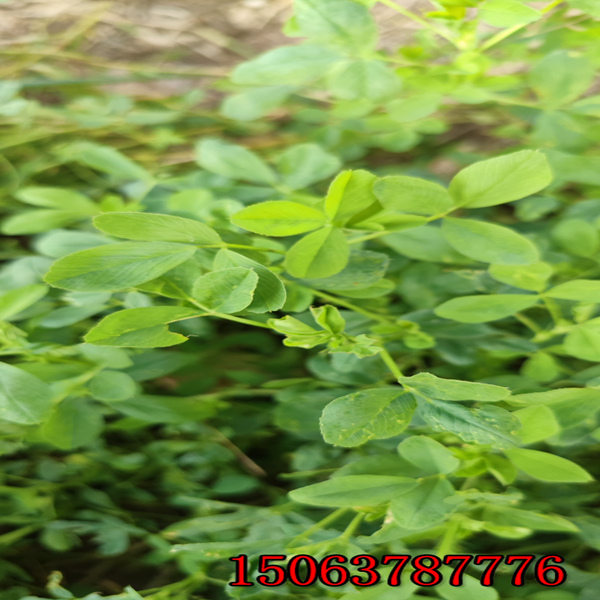 苜蓿草籽怎样播种