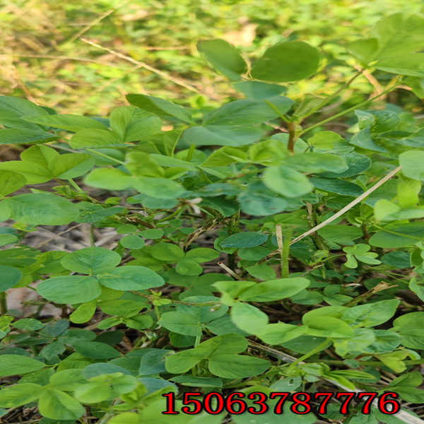 长春市紫花苜蓿草籽经销处
