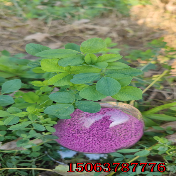 苜蓿草籽儿