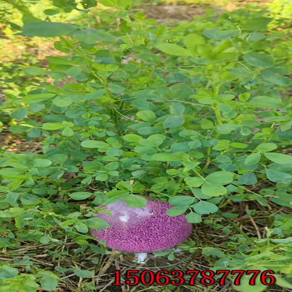 紫花苜蓿草籽辽宁哪里有卖的
