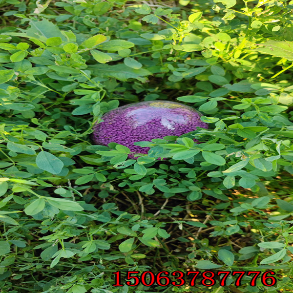 一亩地撒多少苜蓿草籽合适