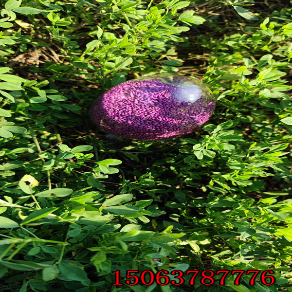 一斤苜蓿草籽种几亩地