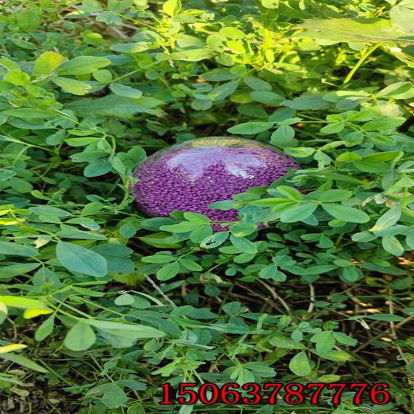 紫花苜蓿草籽撒播量