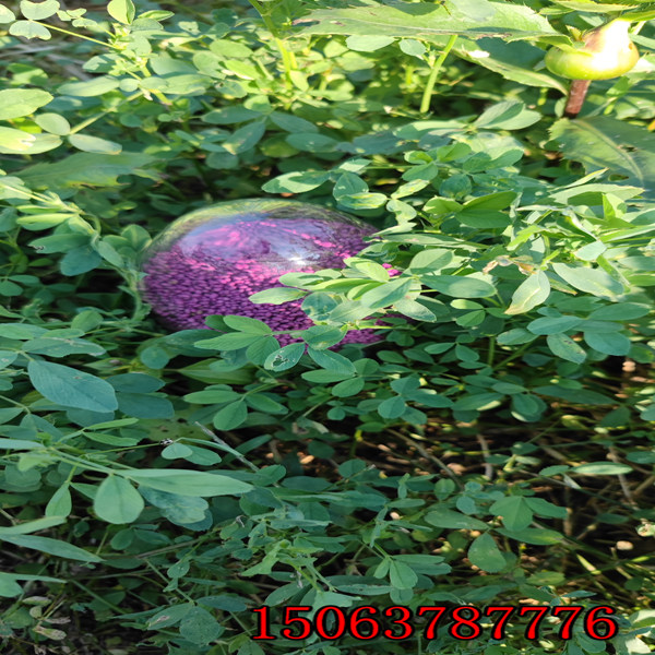 紫花苜蓿草籽撒播量