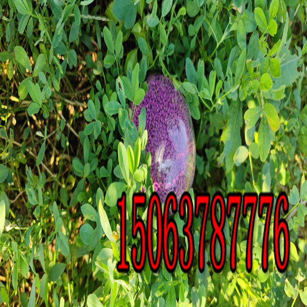 什么地方卖苜蓿草籽
