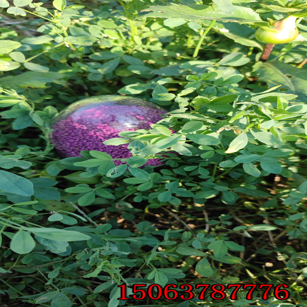 苜蓿草一亩种多少斤草籽